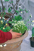 Saxifraga in die Schale setzen