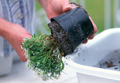 Step 7: Potting out the summer flowers