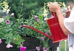 Water the planted box well