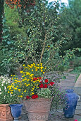 Apple tree with alternating underplanting on the terrace