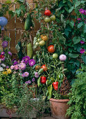 Pull vegetables on the balcony