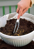Step 4: Add permanent fertiliser granules to the soil