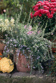 Creeping rosemary 'Corsicus Prostratus'