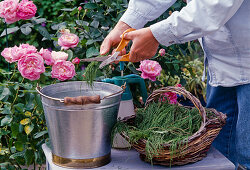 Making horsetail broth as a tonic for roses