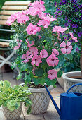 Lavatera trimestris (cup mallow)