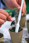 3rd Step: Place rooted seedling in peat pots