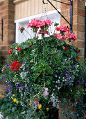 Hanging Basket: Pelargonium zonale hybrids