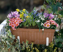 Hyacinthus orientalis, Crocus vernus, Primula acaulis