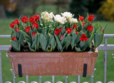 Terracottakasten mit Tulpen überwintert