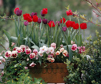 Kasten mit Tulipa (Tulpen) und Viola bepflanzen (9/9)