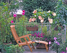 Hydrangea paniculata, Cosmos bipinnatus, Impatiens walleriana