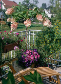 Hydrangea paniculata, petunia, sanvitalia