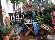 Seat in the green: maple, summer flowers