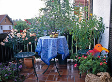 Balkon mit Rosenstämmchen, Clerodendron ugandense