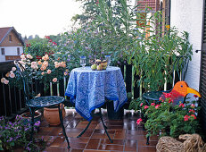 Balcony with rose stem, Clerodendron ugandense