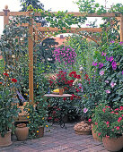 Pergola mit Einjährigen KLETTERPFLANZEN: PHARBITIS