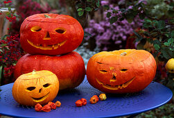 Halloween: carved and hollowed pumpkins (Cucurbita)