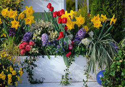 Narcissus 'Gold Medal', Tulipa 'Hamilton'