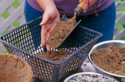 Water lily planting 