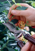 Lantana cuttings propagation