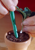 Lantana cuttings propagation