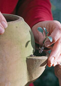 6.Step: Put Myosotis young plants in pocket amphorae