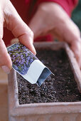 Sowing biennial myosotis (forget-me-not)