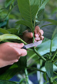 Fertilize camellias