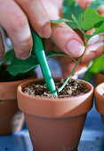 Solanum rantonnetii, Stecklingsvermehrung 8. Step