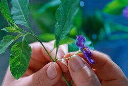 Solanum rantonnetii, propagation of cuttings 3rd step