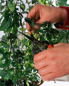 Mentha (peppermint) cuttings propagation