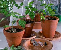 Grafting tomato seedlings
