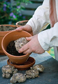 Driving calla tubers in spring