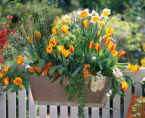 Cytisus racemosus 'Kamerbrem', tulips 'California Sun'.
