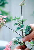 Propagation of leaf geranium cuttings 2nd step