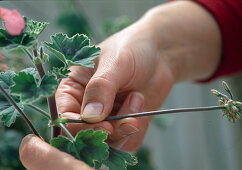Propagation of leaf geranium cuttings 4.step
