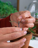 Grafting tomatoes 