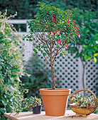 Fuchsia stems with underplanting of