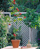 Grow stems from abutilon