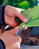 Hydrangea (Hydrangea) cuttings propagation