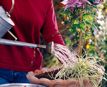 Planting the spring bowl: Step 8