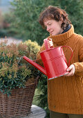 Winter protection for Pieris japonica, watering the plant