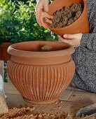 Growing brown caps in pots 2nd step