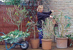 Cut back container plants for overwintering in autumn