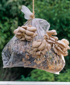Oyster mushroom substrate, seedling in the bag
