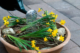 Clay pot with daffodils