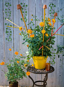 Anemone flowering dahlia 'Honey' in self-painted clay pot