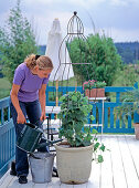 Planting Asarina erubescens in pot