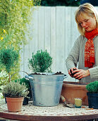 Planting a box with herbs (2/6)