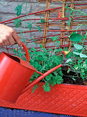 Box with annual climbing plants (6/7)